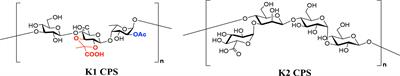 Development of Klebsiella pneumoniae Capsule Polysaccharide-Conjugated Vaccine Candidates Using Phage Depolymerases